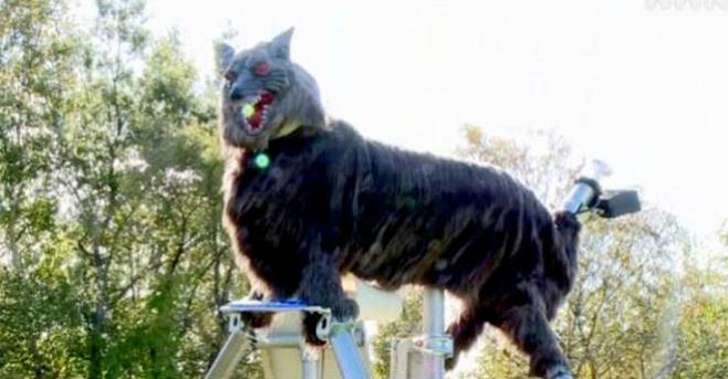 Устрашающие роботы-волки отпугивают медведей, угрожающих жителям японского города 