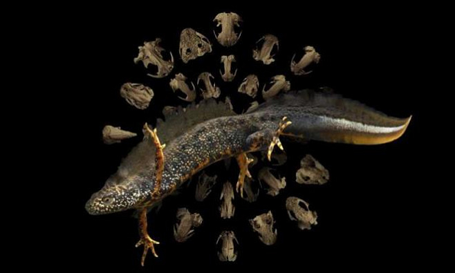 Новое исследование показывает, как процесс метаморфоза повлиял на эволюцию саламандр