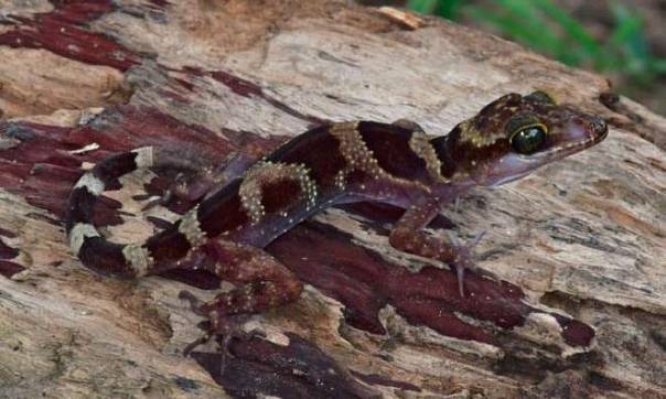 Новый вид гекконов обнаружен в Камбодже
