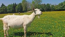 Когнитивный аппарат коз позволяет им принимать решения быстрее, чем овцам