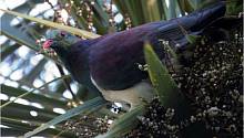 Учёные выяснили, почему вымирают новозеландские плодоядные голуби