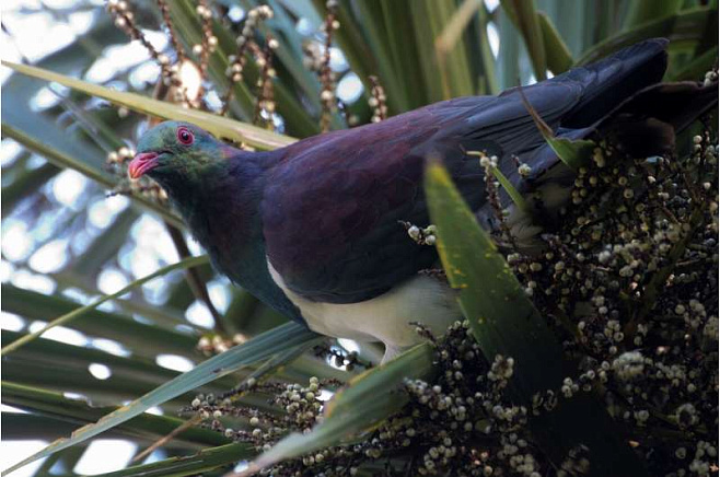 Учёные выяснили, почему вымирают новозеландские плодоядные голуби