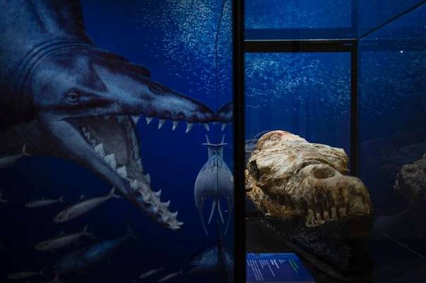 В чилийской пустыне нашли останки огромного древнего кита