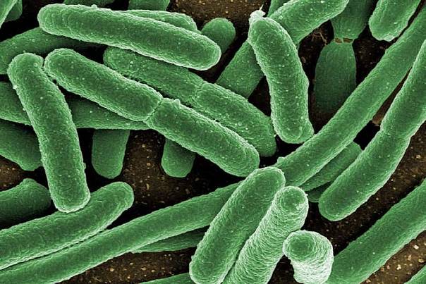 Ученые создали бактерию, питающуюся углекислым газом