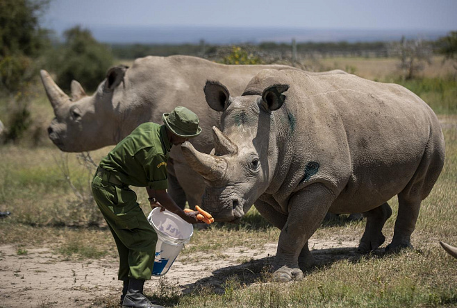 Успешно выращен еще один эмбрион почти вымершего вида носорогов