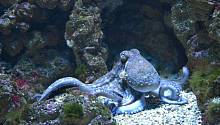 Ученые обнаружили, что внешность осьминогов зависит от глубины обитания
