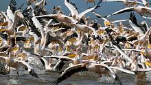 Более 700 пеликанов найдены мертвыми в сенегальском заповеднике 