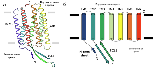 Светочувствительные белки эукариот произошли от белков архей