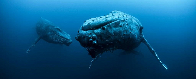 Ученые выяснили, почему не все киты такие большие