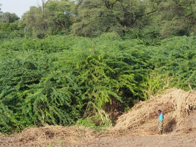 Растение-переселенца из Америки обвинили в «краже» воды в Эфиопии