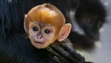 В австралийском зоопарке родилась очень редкая обезьяна