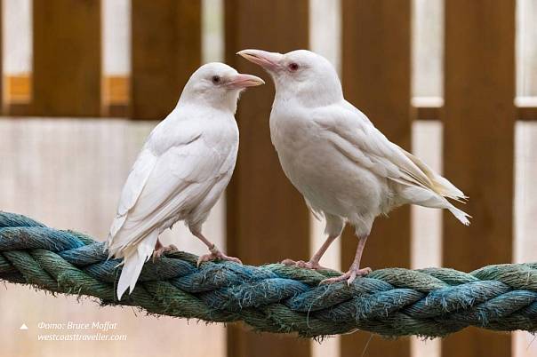 Не такие как все