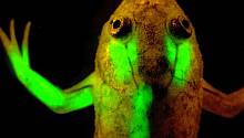 ДНК лягушки ген зеленого флуоресцентного белка. Фото: Jonathan Slack, University of Minnesota, nigms.nih.gov