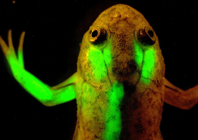 ДНК лягушки ген зеленого флуоресцентного белка. Фото: Jonathan Slack, University of Minnesota, nigms.nih.gov