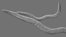 Круглые черви меняют свой пол в зависимости от ситуации