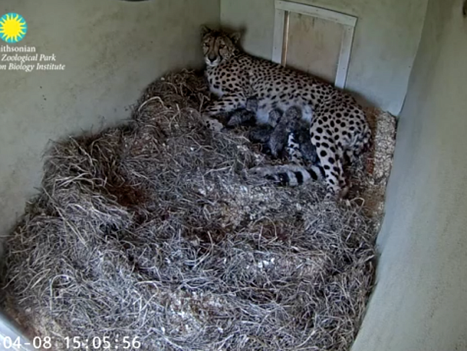 Ученые записали на камеру рождение четырех детенышей гепарда