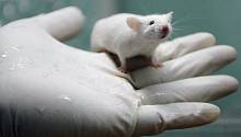 Очистка клеток мозга от «мусора» позволила защитить мышей от развития болезни Альцгеймера