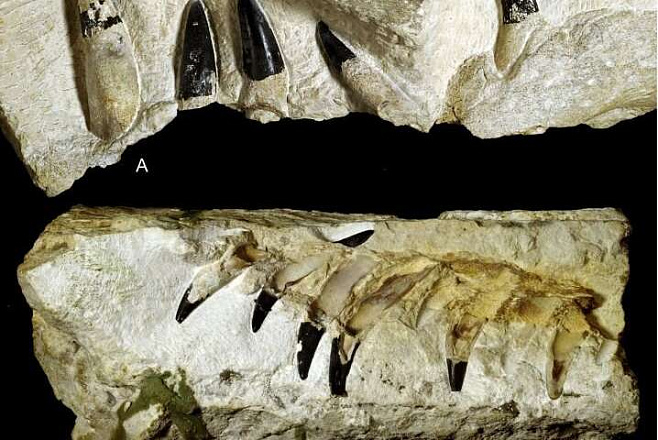 В Польше нашли окаменелости морского монстра, которому 150 млн лет