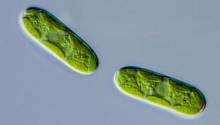 Гены бактерий помогли растениям переселиться на сушу