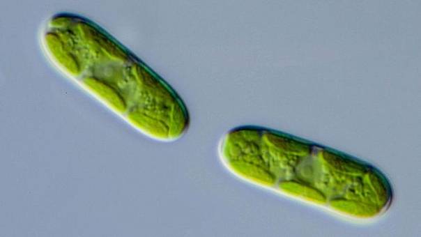 Гены бактерий помогли растениям переселиться на сушу