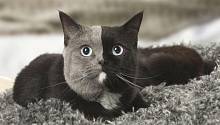 Нарния — кот с двумя лицами