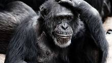 Старение людей и обезьян запускает один и тот же гормон стресса