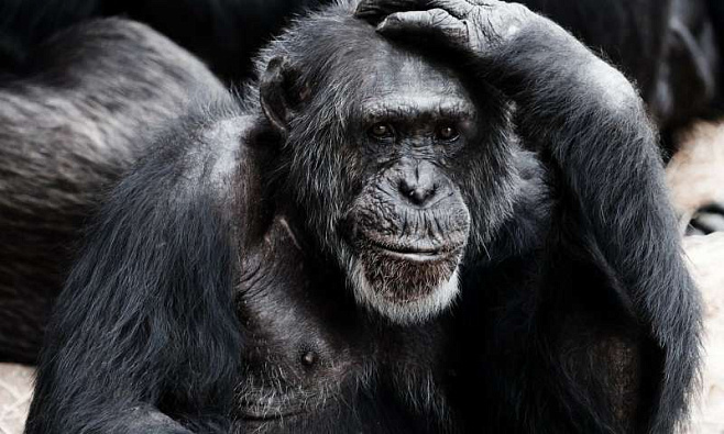 Старение людей и обезьян запускает один и тот же гормон стресса