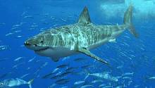 В Чили обнаружены доисторические «ясли» акул-людоедов 