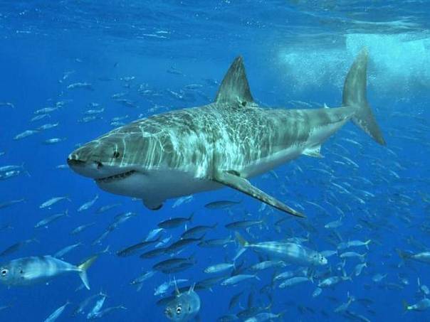 В Чили обнаружены доисторические «ясли» акул-людоедов 