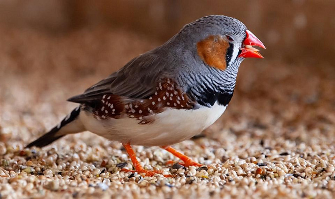 ПХБ влияют на репродуктивную систему птиц 