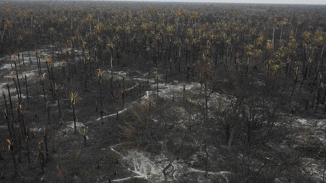 Более двух миллионов животных погибли в лесных пожарах Боливии