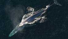 В Индийском океане обнаружили новую популяцию синих китов 