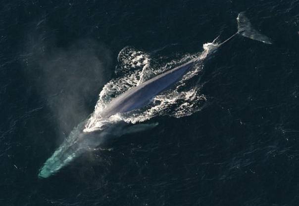 В Индийском океане обнаружили новую популяцию синих китов 