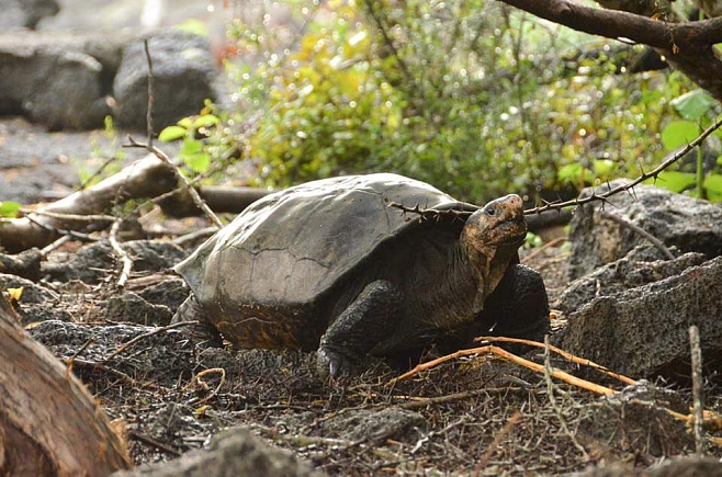 Черепаха, которую все считали исчезнувшим видом, обнаружилась на Галапагосских островах