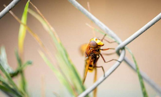Излучение мобильных устройств приводит к сокращению численности насекомых