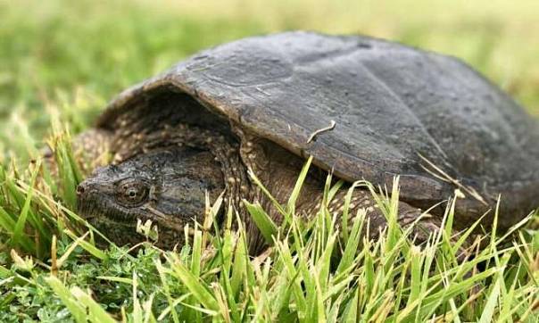 Открыт новый вид аллигаторовой черепахи