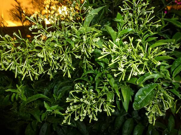 Nicotiana alata