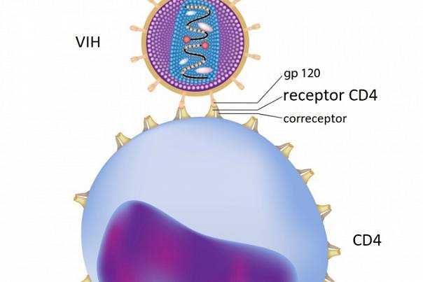 Разработана технология модификации клеток, способствующих проявлению ВИЧ