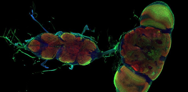 Найдены клетки, которые могут «включать» и «выключать» пластичность нейронов у дрозофил