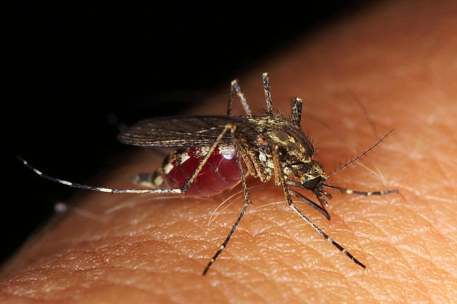 Крем для кожи может защитить от переносимых комарами болезней