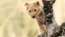 Жители северных районов Кении обнаружили  львов, предпочитающих одинокую жизнь