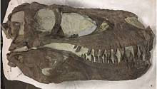 Тираннозавры могли не быть хищниками-одиночками, а обитать в «стаях»