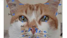 Ученые выяснили, как можно понять эмоции котов