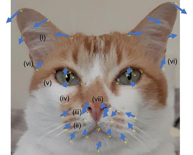 Ученые выяснили, как можно понять эмоции котов