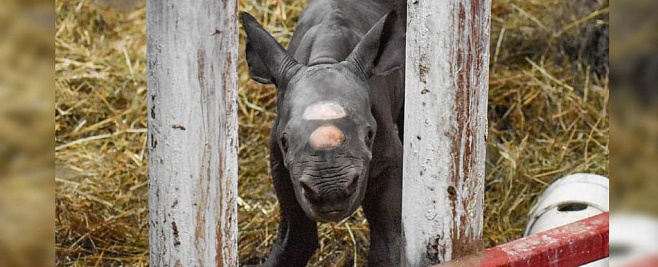 Невероятно редкое рождение черного носорога покорило весь мир