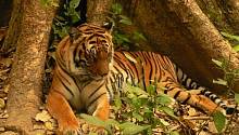 В Лаосе не осталось диких тигров