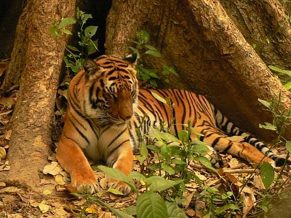 В Лаосе не осталось диких тигров