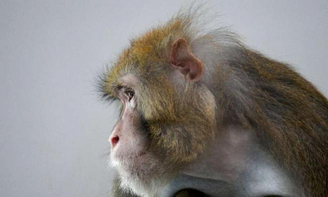 У обезьян развился кратковременный иммунитет к коронавирусу