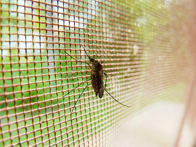 Комары распознают яды при помощи своих ног