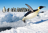 Конкурс сочинений «Мое письмо из Антарктиды»